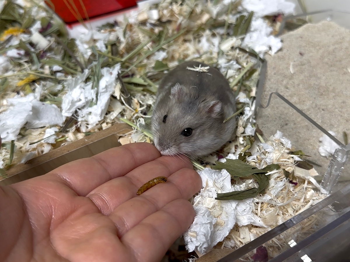 cIUDMj