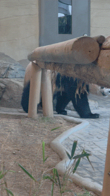 cLbDaZ.gif