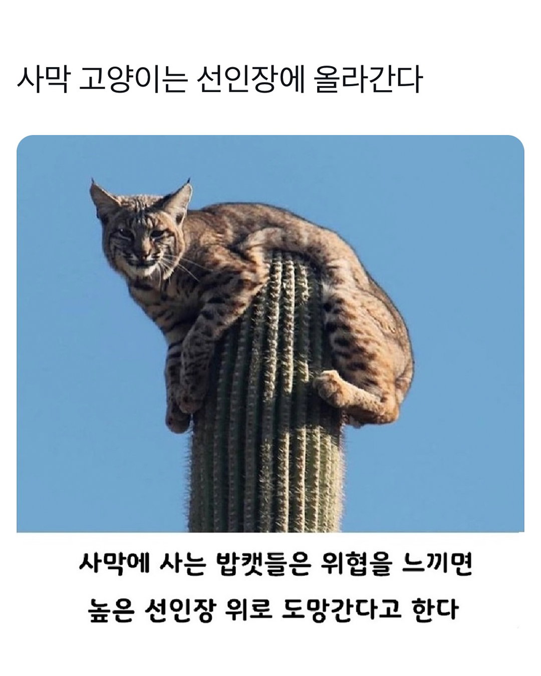 cMvzZL