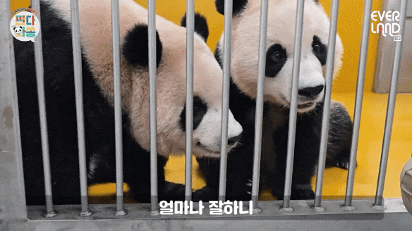 cPeikA.gif