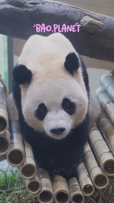 cbJYMa.gif
