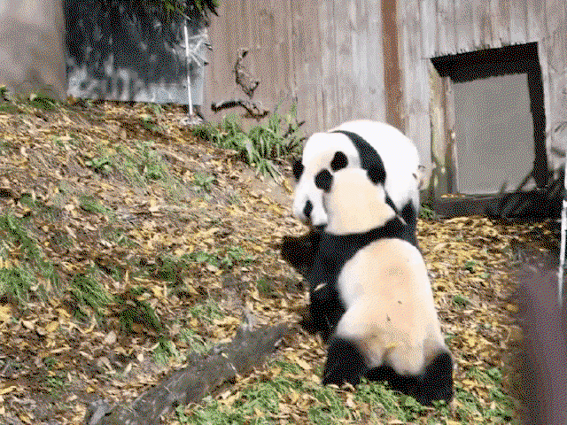 cdLGOQ.gif