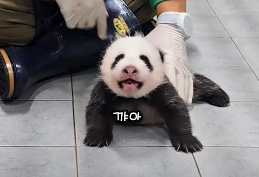chDbUY