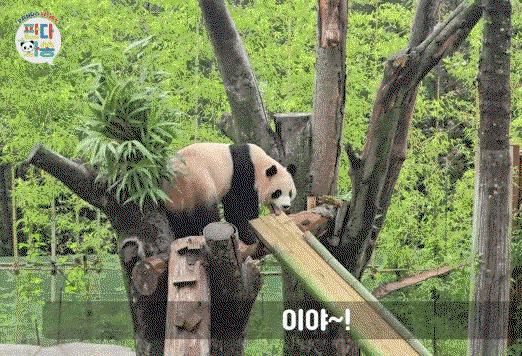 ckqDwq.gif