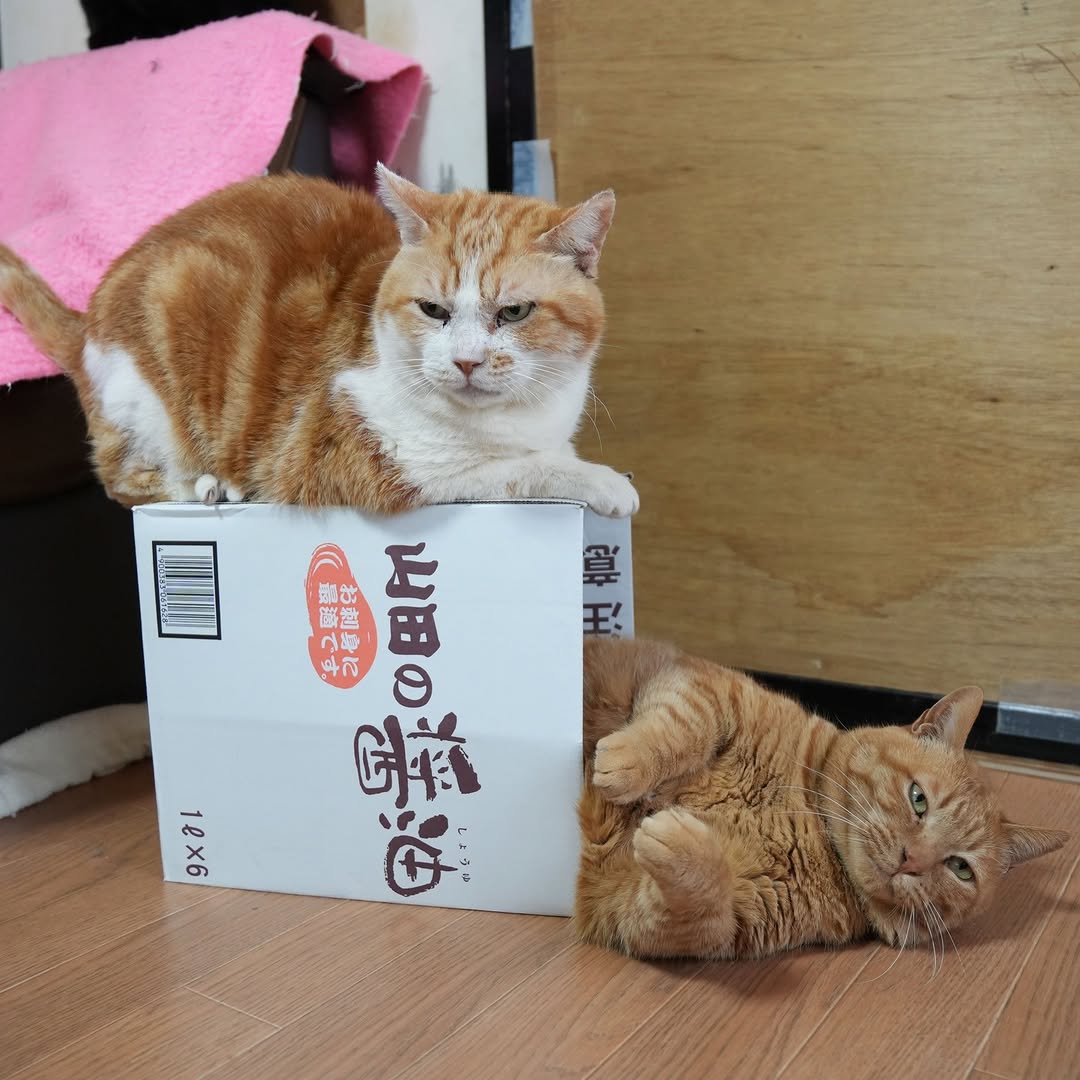 cumotR