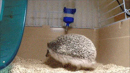 cwwfnQ.gif