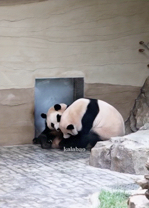 cxgJNT.gif