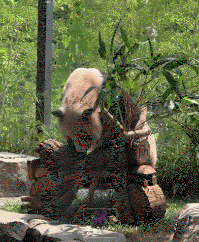 dKNIgu.gif
