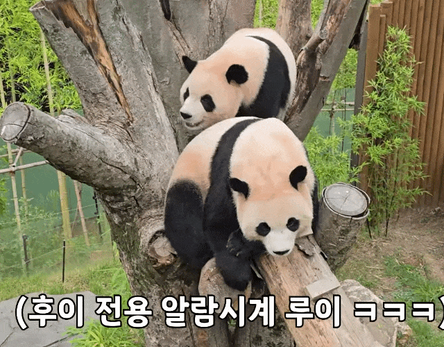 dLaojZ.gif