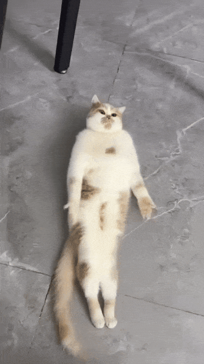 dPEkSh.gif