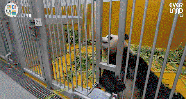 dRwvwT.gif