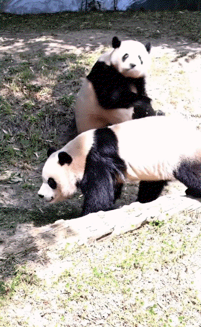 dXTpOu.gif