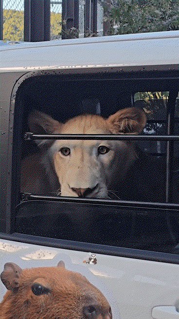 daLECb.gif