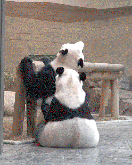 dacgZL.gif