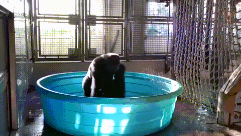 dgQZGW.gif