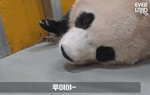 dimxHK.gif