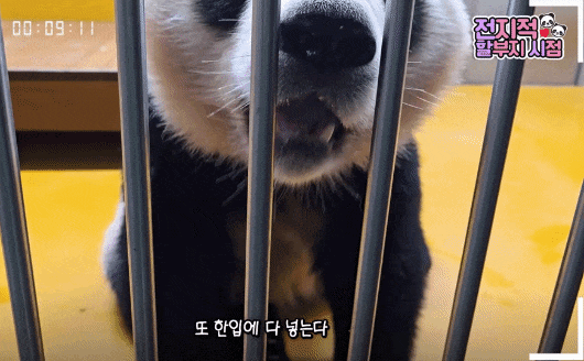 dkqgeA.gif