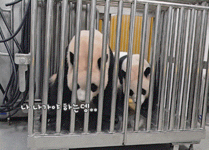 dogUDg.gif