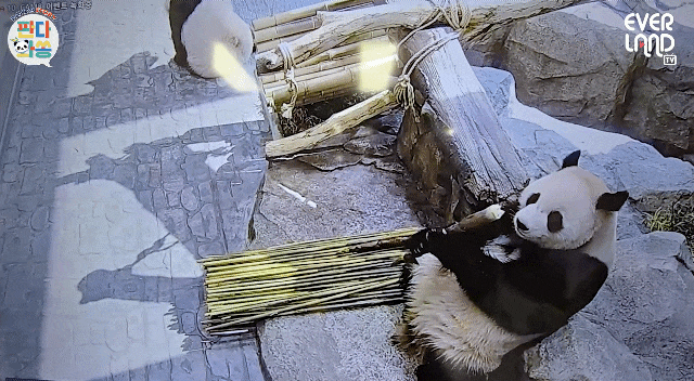 dpQzxQ.gif