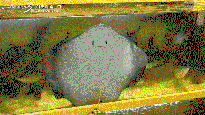 dsMojU.gif