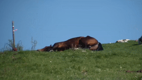 dscYCg.gif
