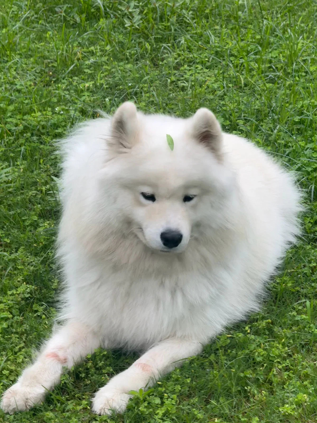 dseGIV