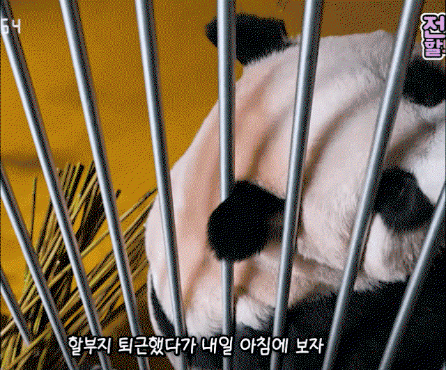 dxoNQX.gif