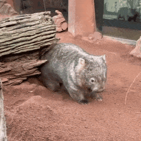 eEbVsj.gif