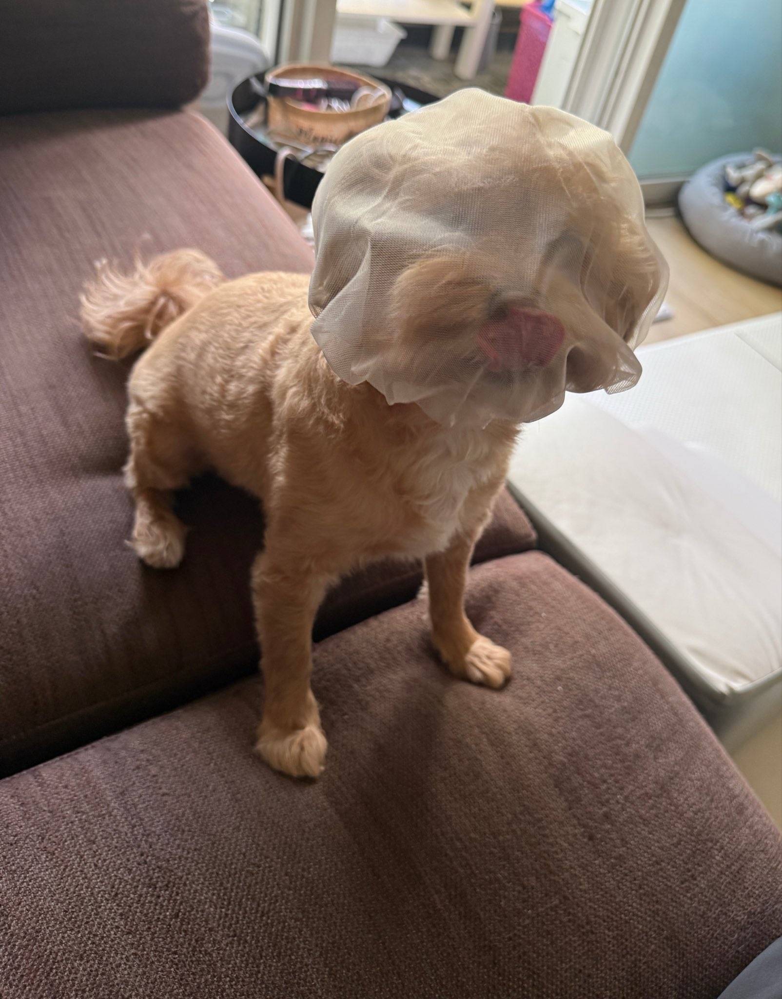 eLzwtQ