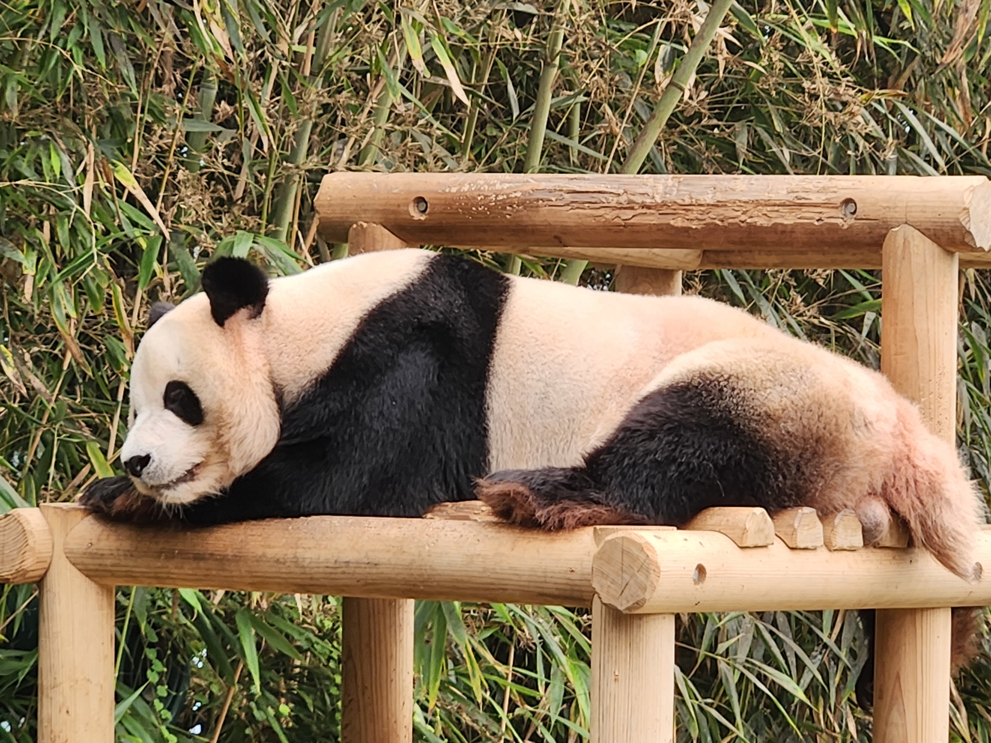eNoAWl