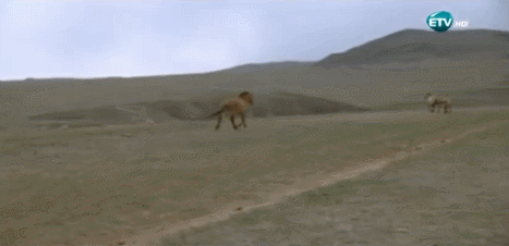 eSTcrO.gif