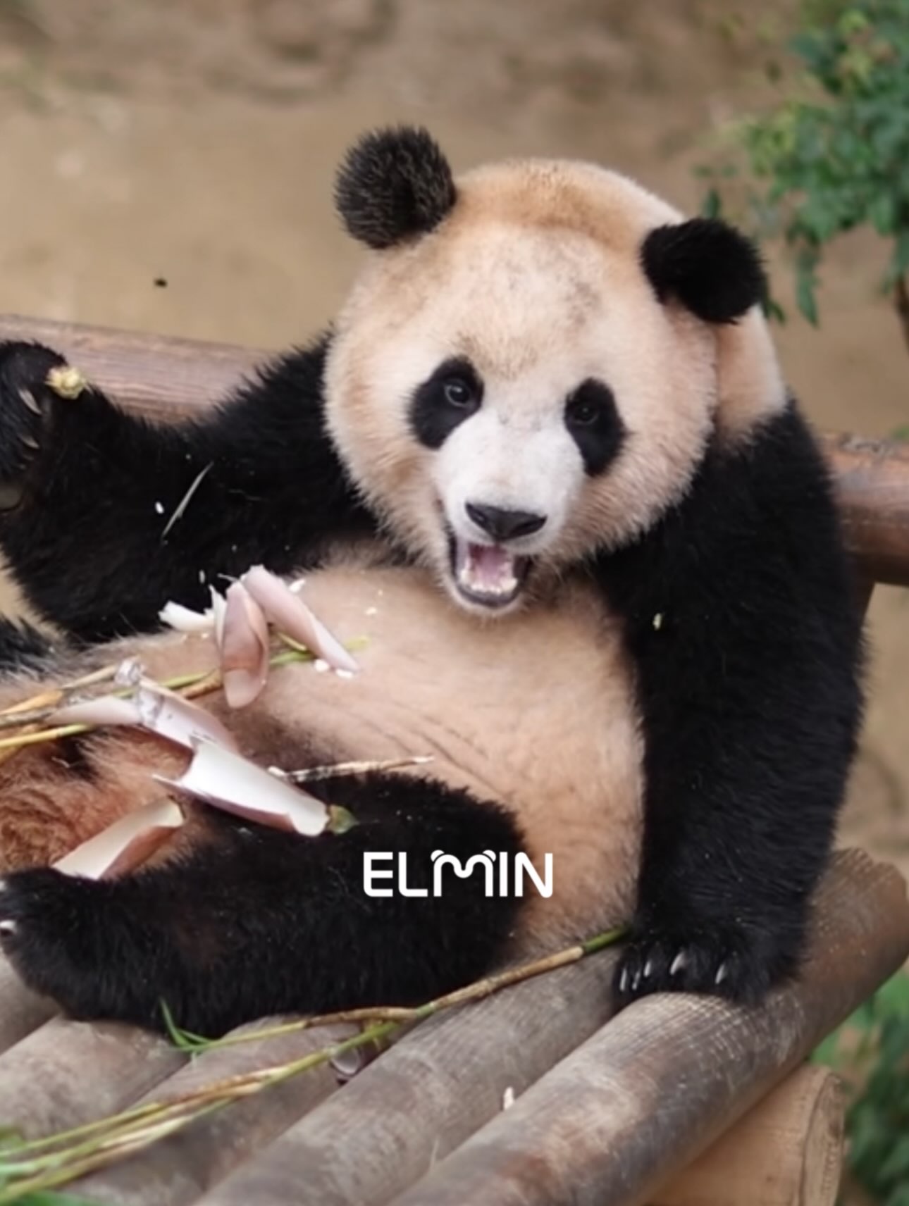 eZglJQ