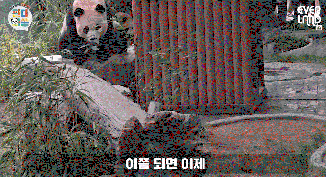 ecohaK.gif