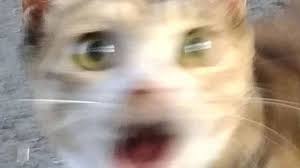 edyRGA