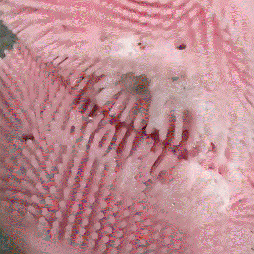 euIovm.gif