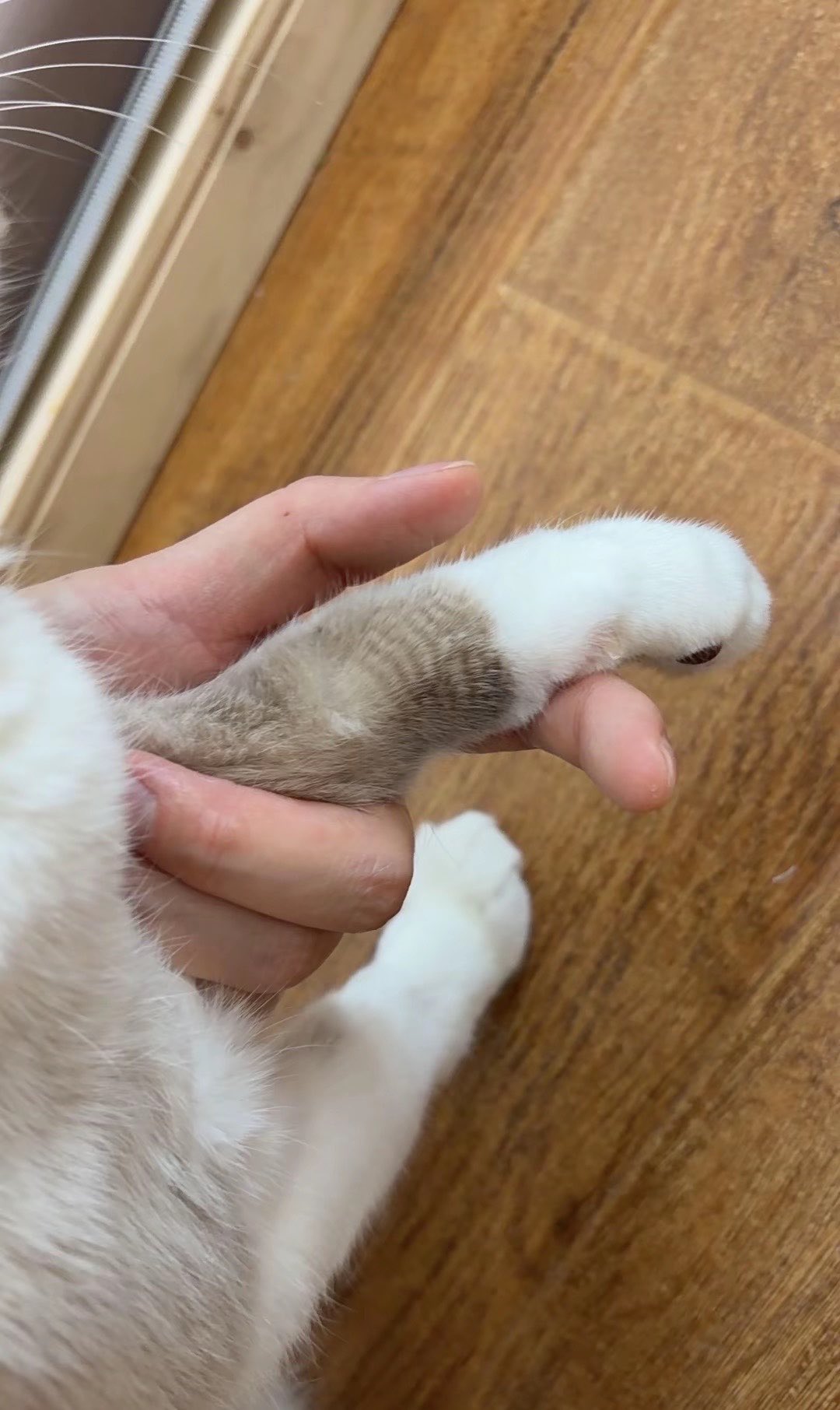 fAEfZf