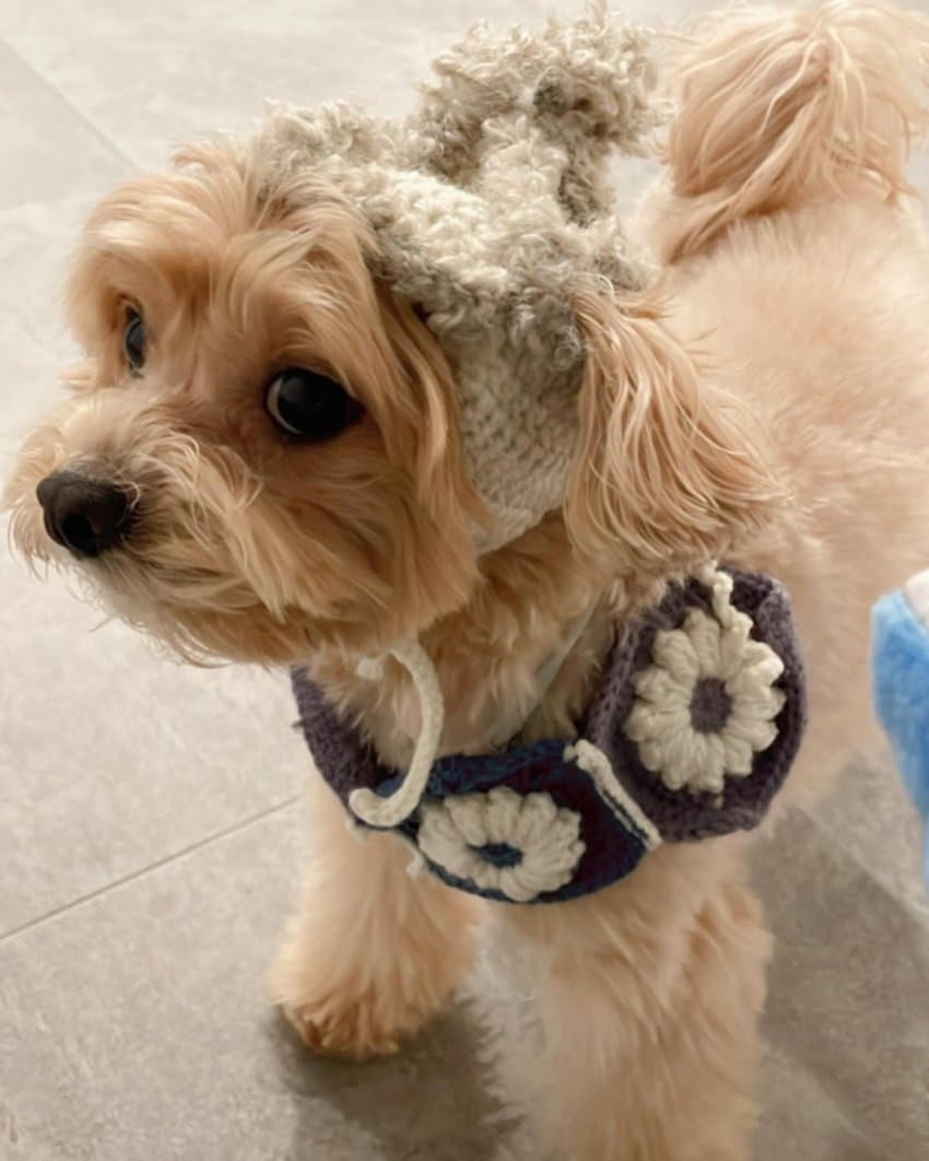 圖 櫻花幫尹度玹的小狗製作了帽子和圍巾