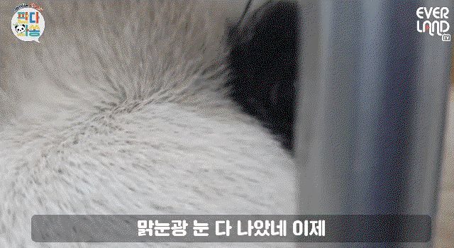 fLIIIO.gif