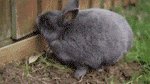fOcDvJ.gif