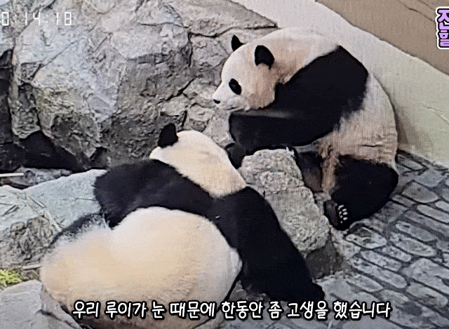 fRMNTD.gif