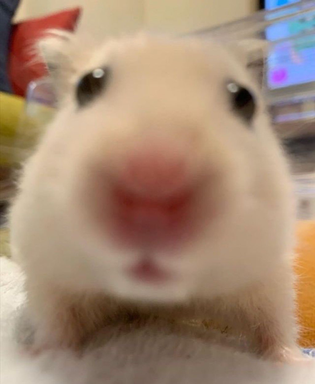 fXSeBv