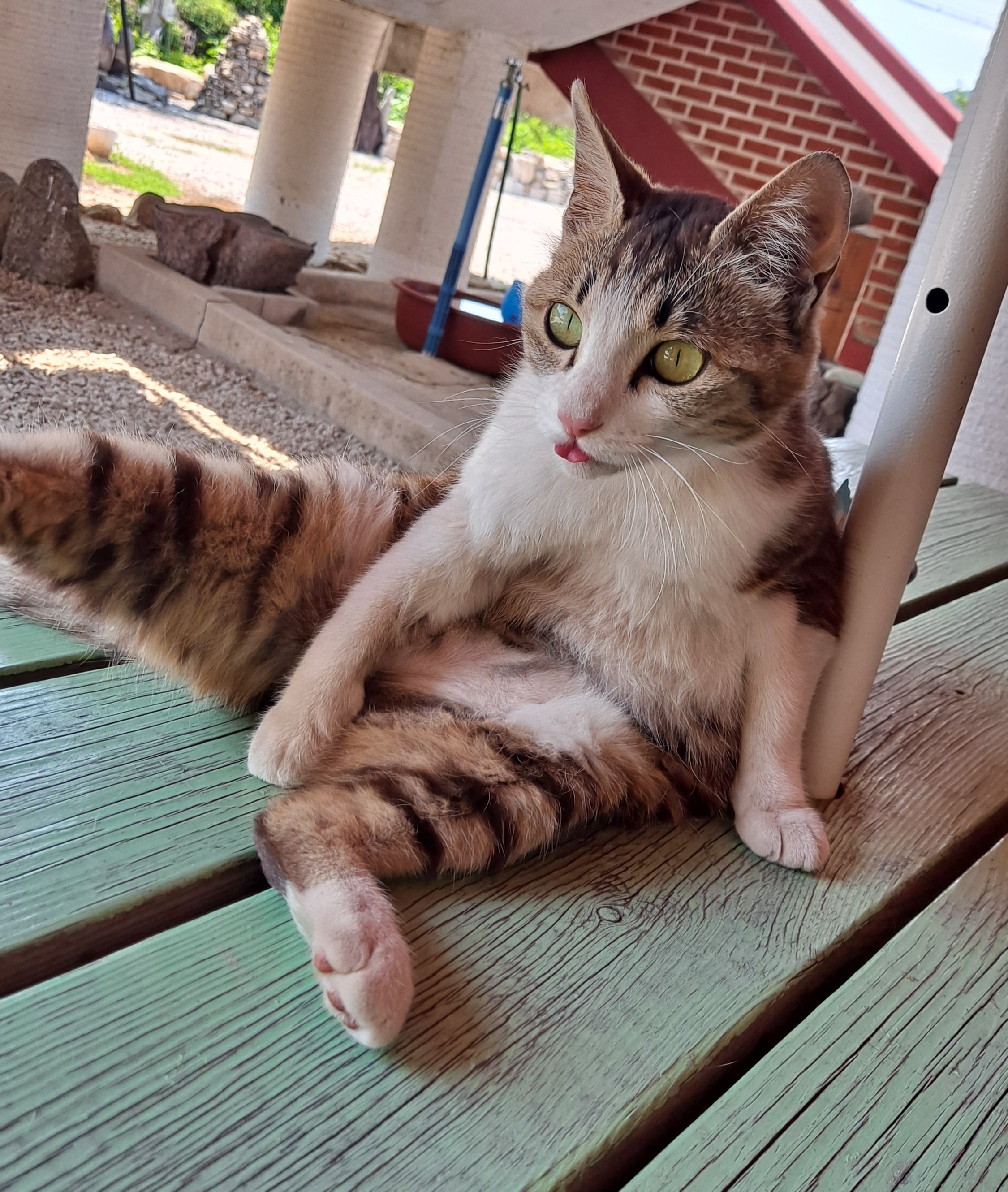 fatZcb