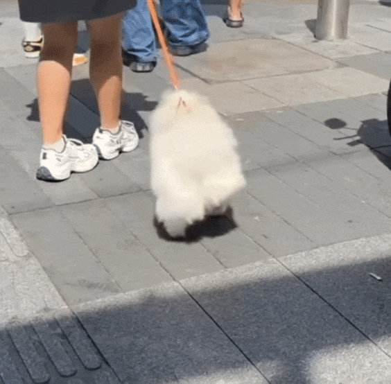 fiYaVP.gif
