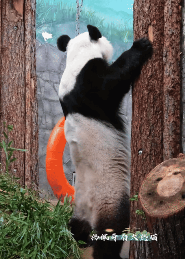 flQmVz.gif