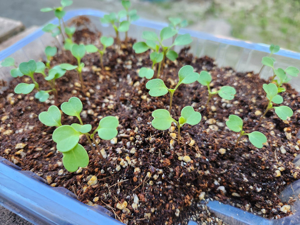 fmlGRL