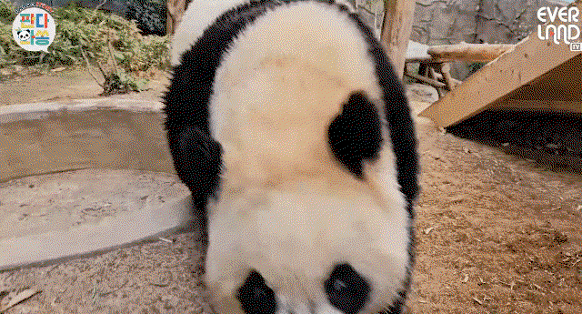 fvdWTu.gif
