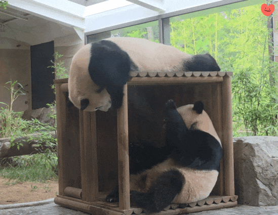 gDJEbo.gif