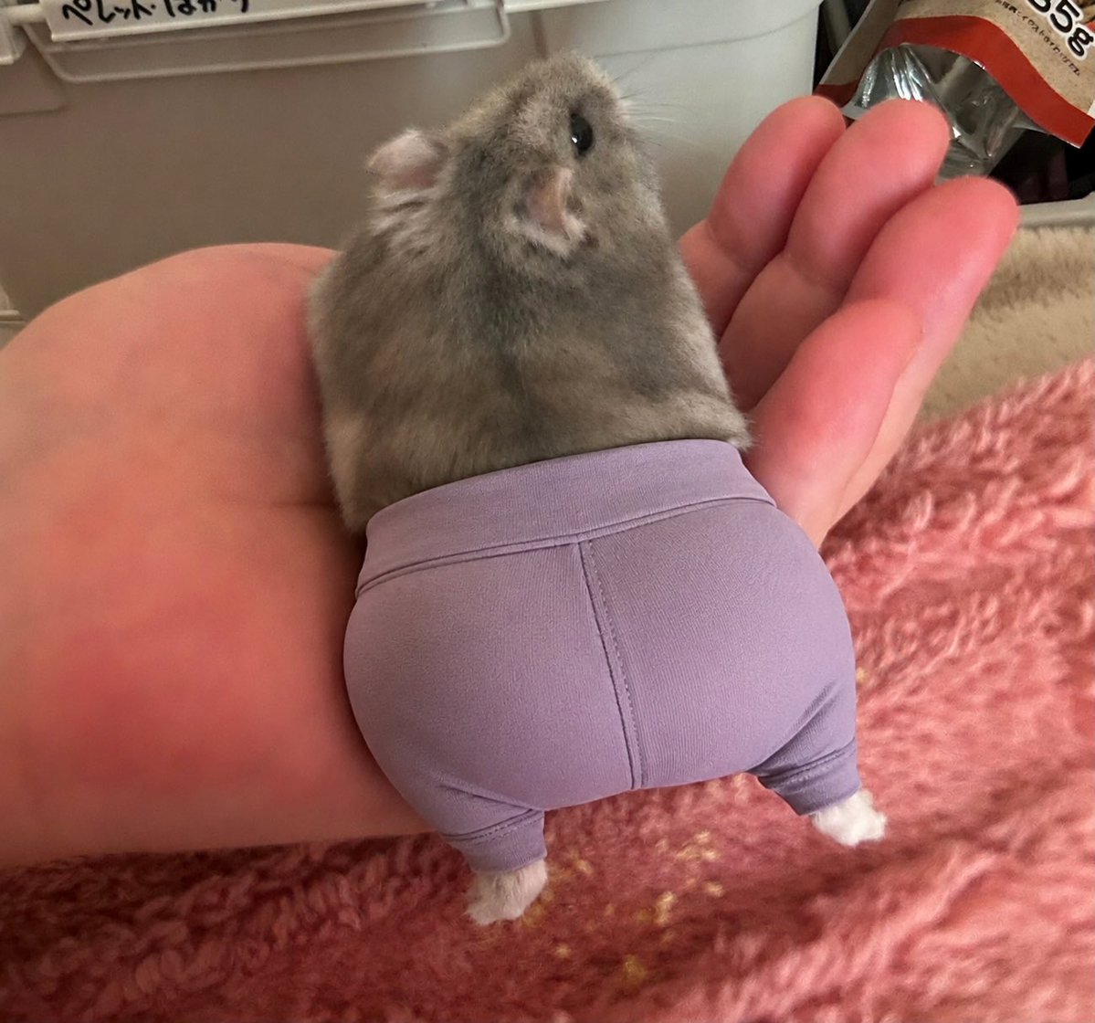 gMNPYN