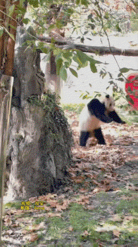 gNSJLR.gif