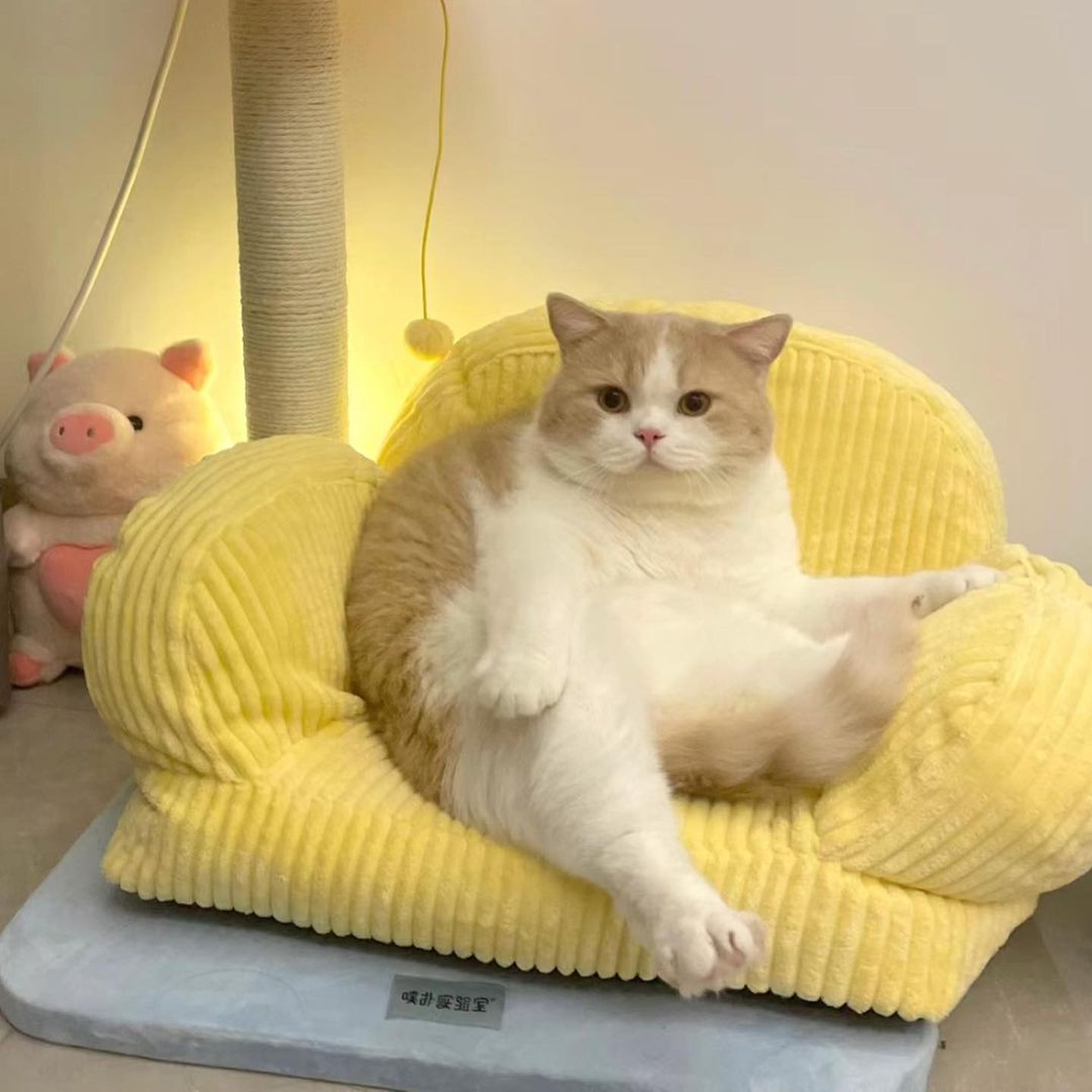 gNuFaD